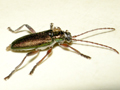 Donacia clavipes